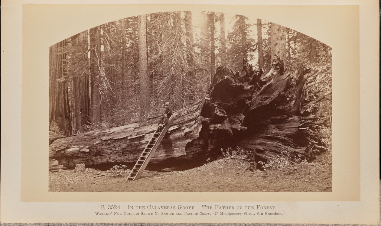 W gaju Calaveras. Ojciec lasu autorstwa Carleton Watkins