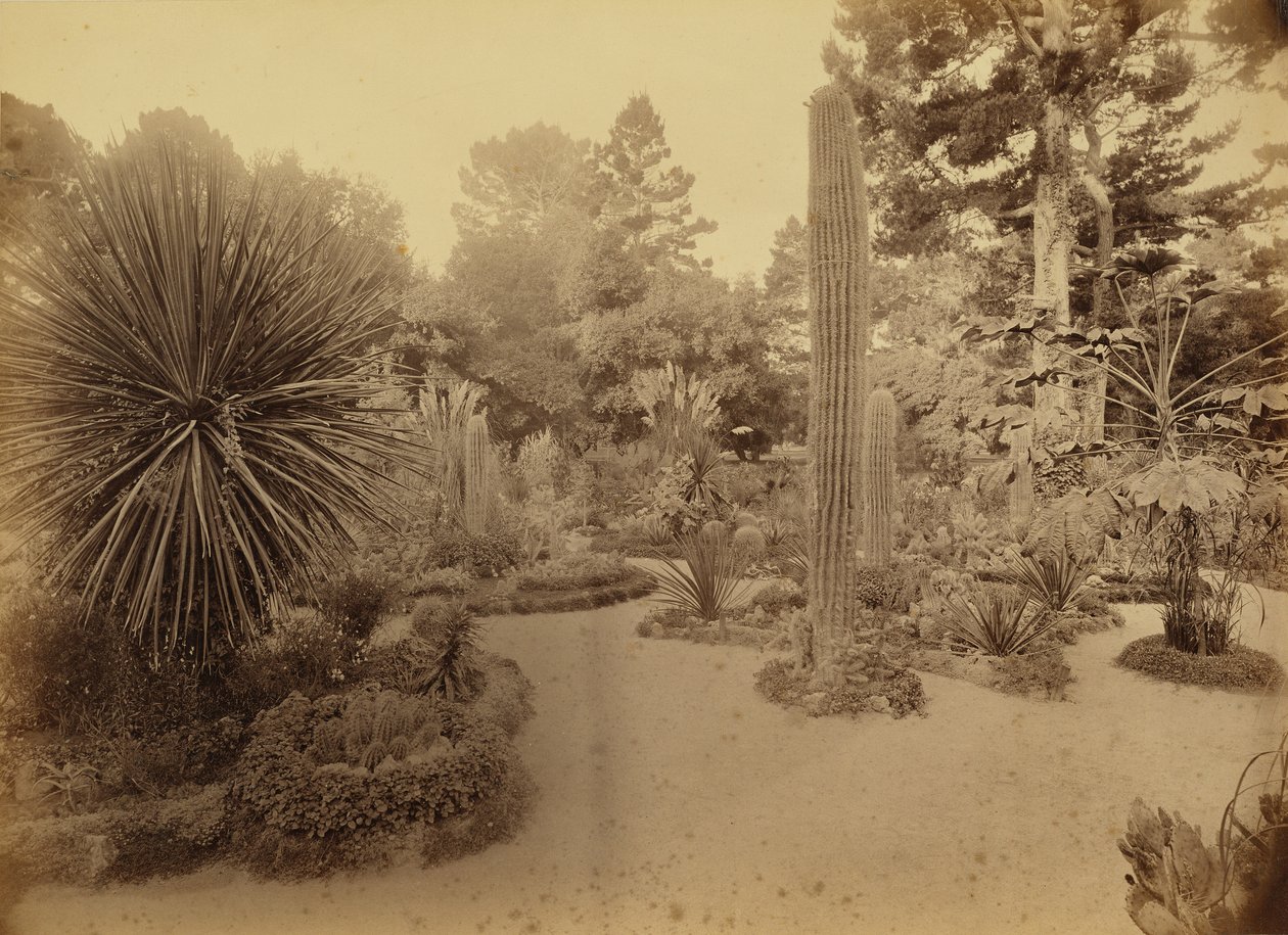[Monterey, Kalifornia, Arizona Garden, Hotel Del Monte]. autorstwa Carleton Watkins