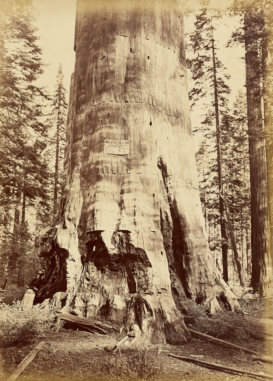 [Matka lasu, wysokość 221 stóp] autorstwa Carleton Watkins