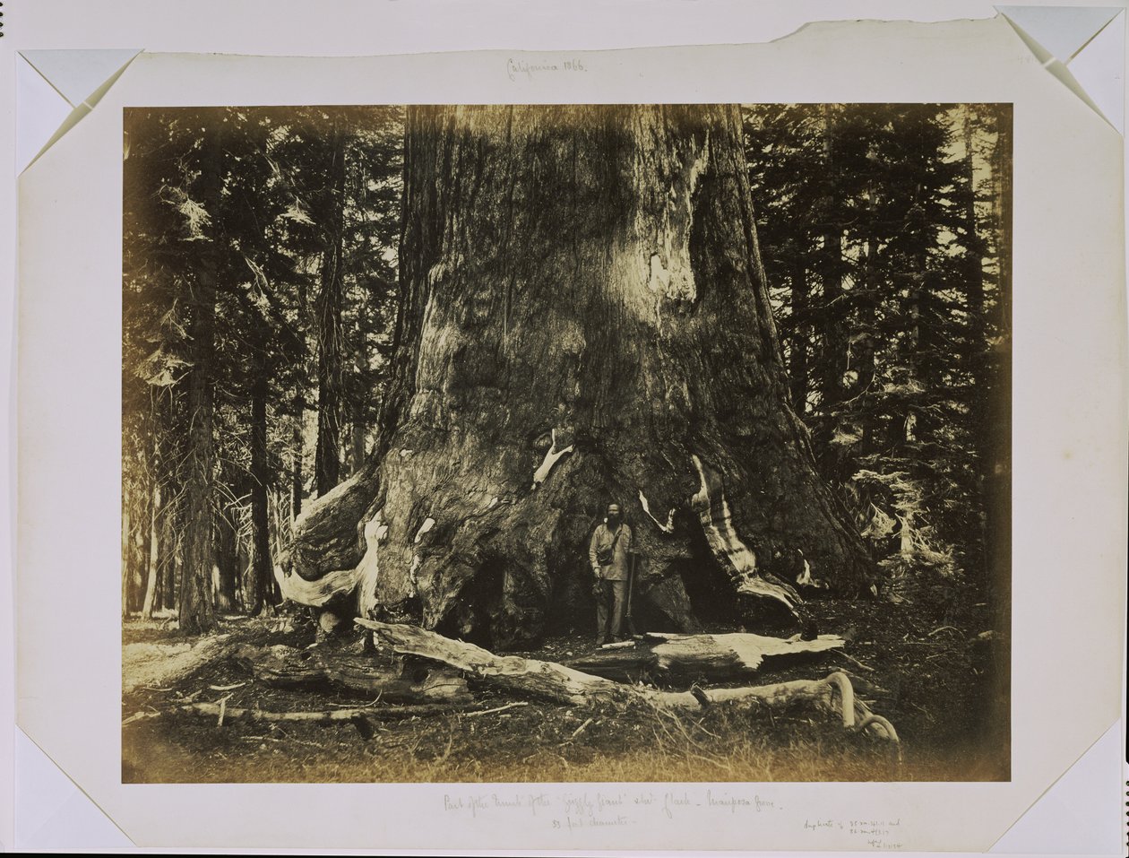 [Część pnia „Grizzly Giant” z Clarkiem - Mariposa Grove - średnica 33 stopy] autorstwa Carleton Watkins