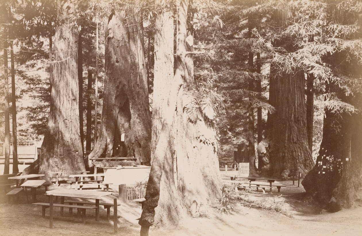 [Stół piknikowy w gaju sekwoi] autorstwa Carleton Watkins