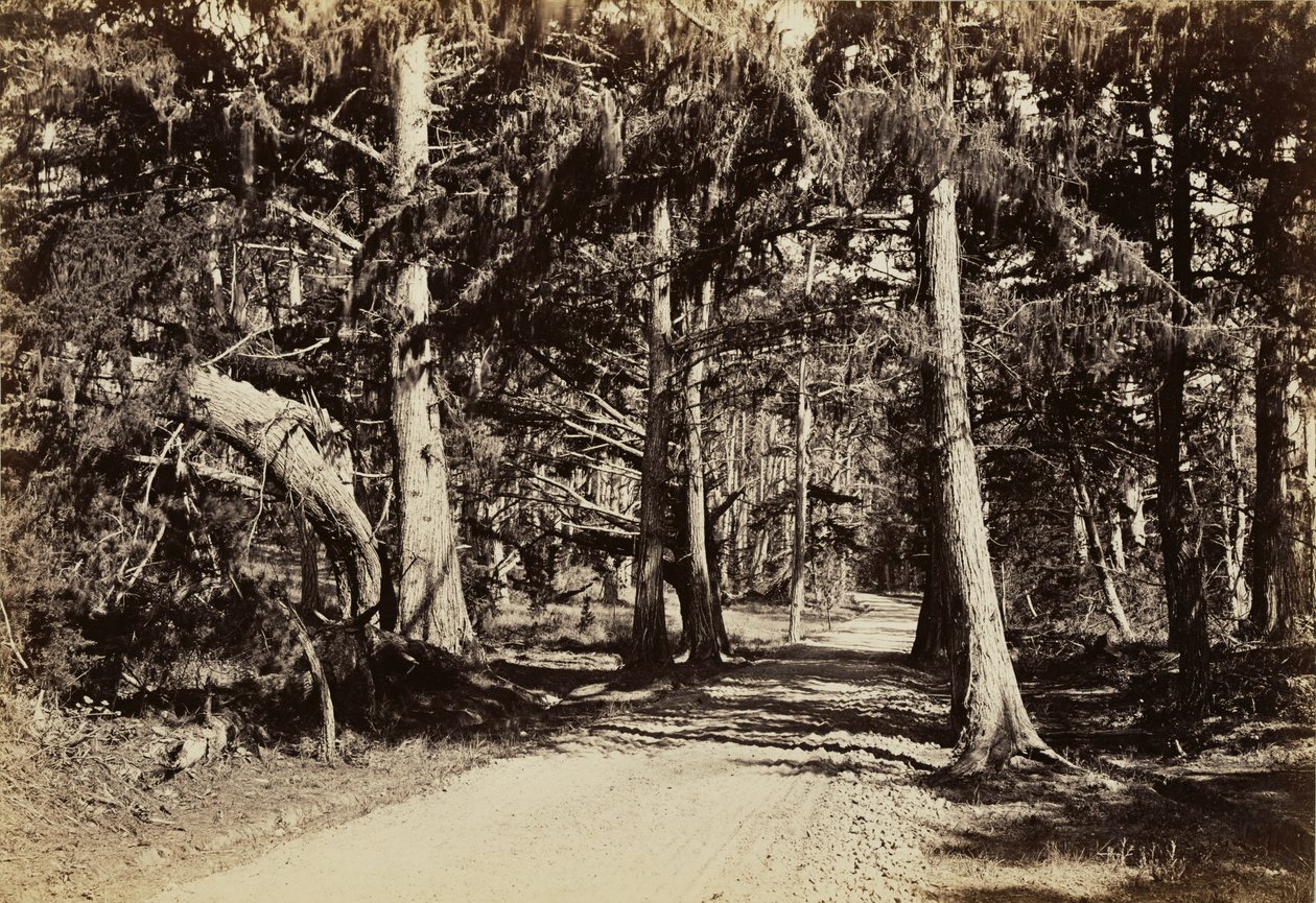 [Droga przez gaj cyprysowy] autorstwa Carleton Watkins