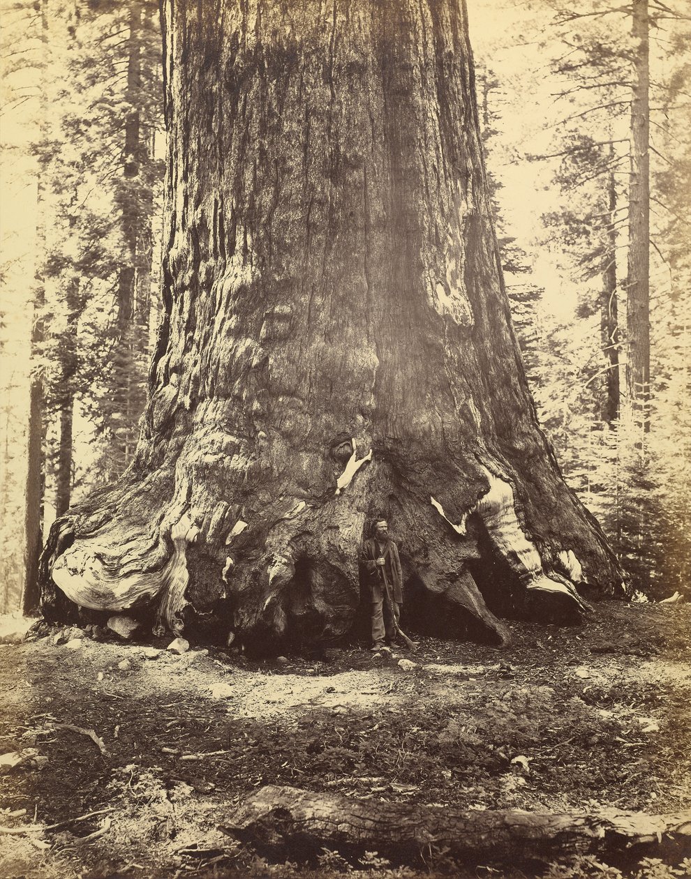 [Sekcja Grizzly Giant] autorstwa Carleton Watkins