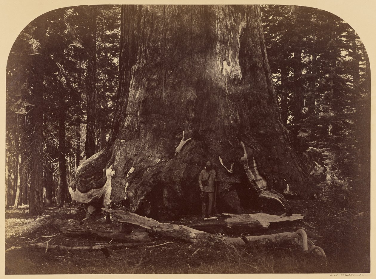 Przekrój Grizzly Giant, Mariposa Grove, średnica 33 stopy autorstwa Carleton Watkins
