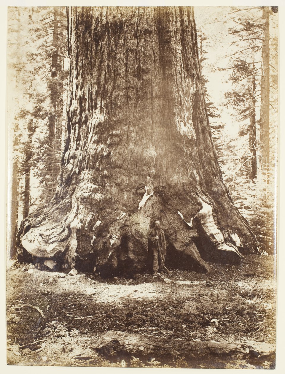 Sekcja Grizzly Giant z Galenem Clarkiem, Mariposa Grove, Yosemite autorstwa Carleton Watkins