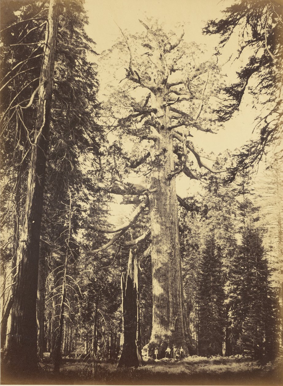 Sequoia gigantea - „Grizzly Giant” - Mariposa Grove autorstwa Carleton Watkins