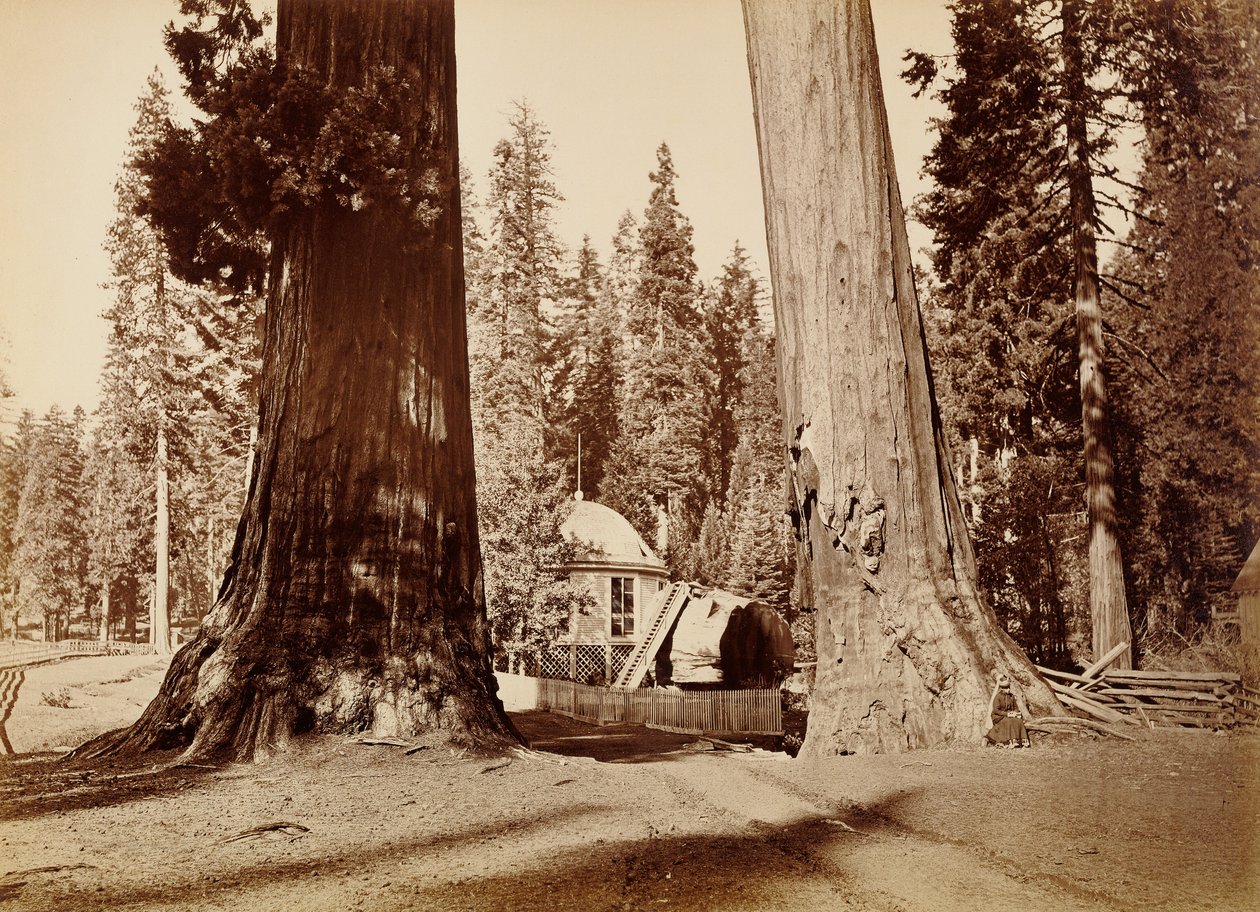 Pniak Pawilonu widziany przez drzewa Sentinel, Calaveras Grove autorstwa Carleton Watkins