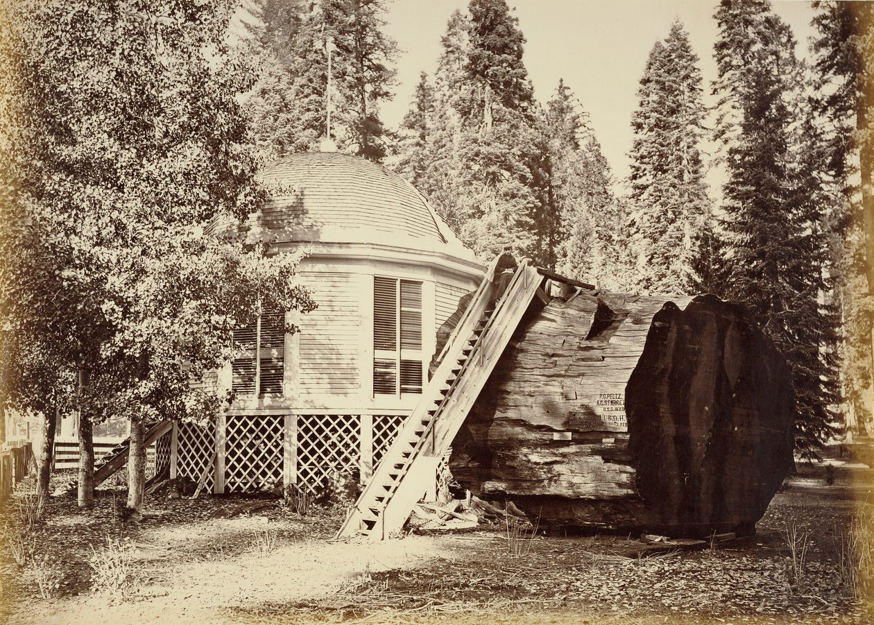 Pawilon na pniu, średnica 28 stóp autorstwa Carleton Watkins