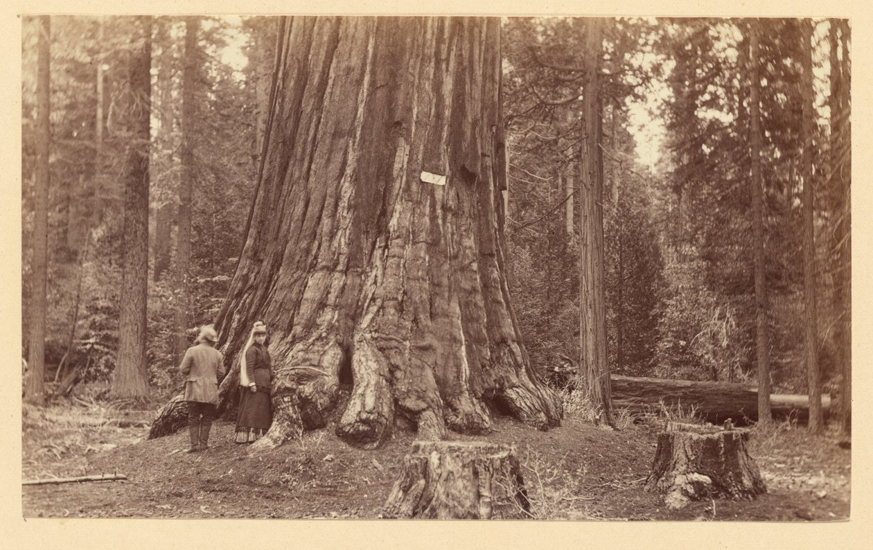 [Duma lasu, Calaveras Grove] autorstwa Carleton Watkins