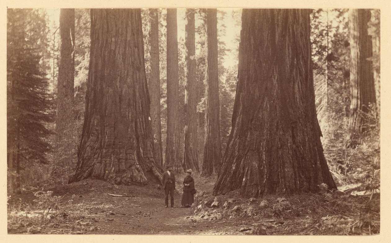 Trzy Gracje, Calaveras Grove autorstwa Carleton Watkins