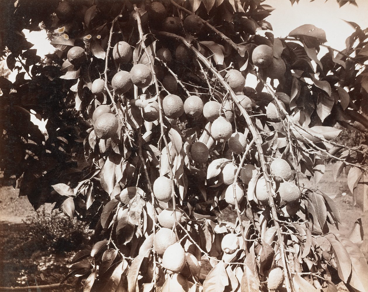 Bez tytułu [owoce na drzewie] autorstwa Carleton Watkins