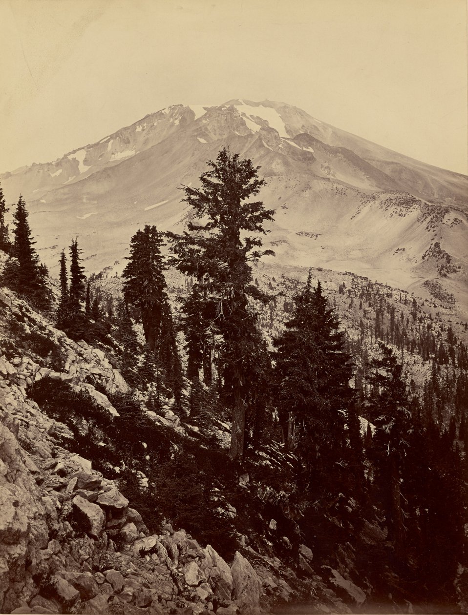 [Williamsonii, Mount Shasta] autorstwa Carleton Watkins