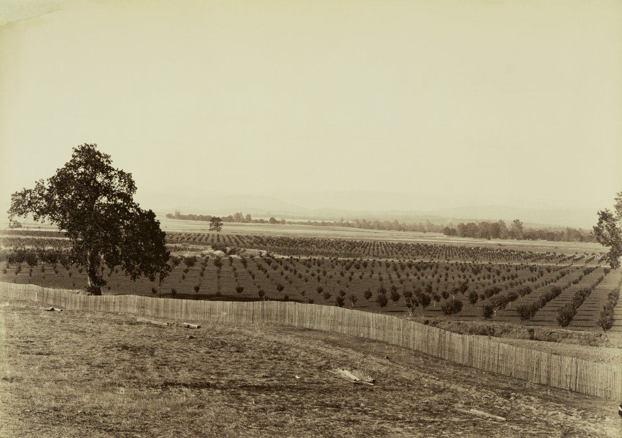 [Młody sad, Palermo, hrabstwo Butte] autorstwa Carleton Watkins