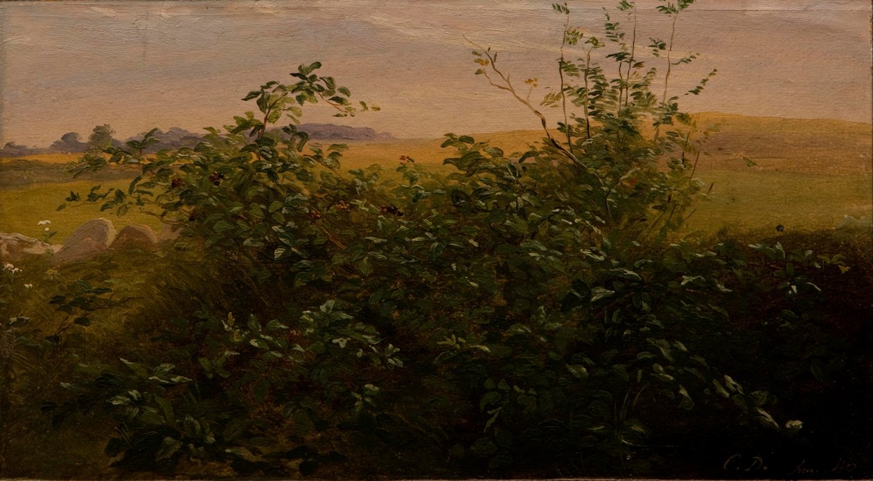 Żywopłot z jeżyną autorstwa Carlo Dalgas