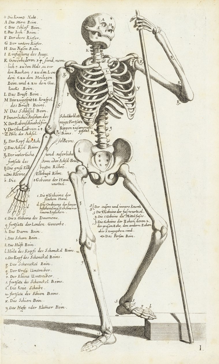Studium anatomiczne ludzkiego szkieletu autorstwa Carlo Cesi autorstwa Carlo Cesi