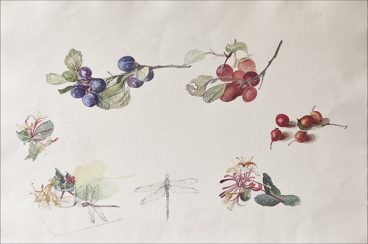 Owoce i kwiaty jesieni, 2007 (wc na papierze) autorstwa Caroline Hervey Bathurst