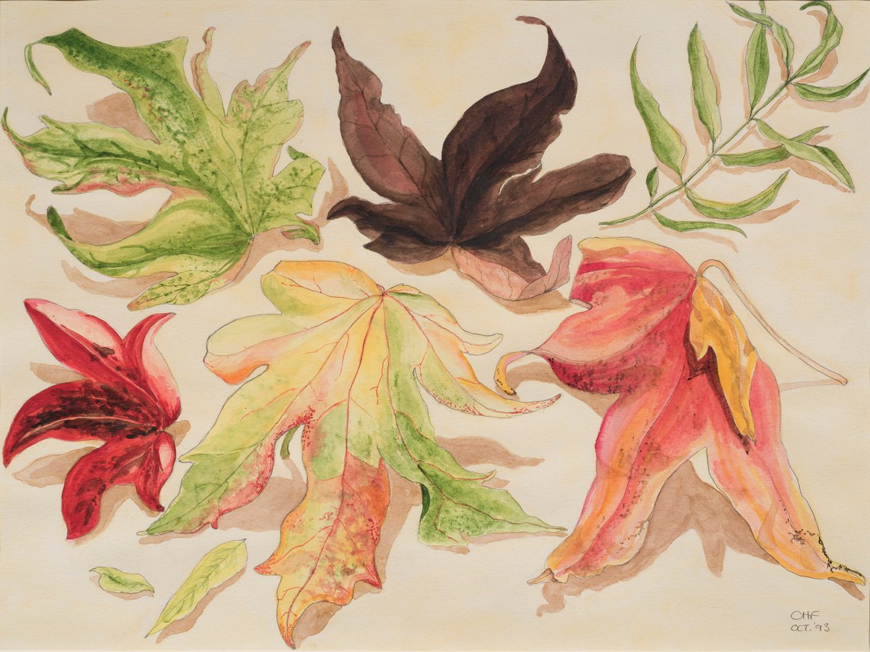 Jesienne liście, 1993 (wc na papierze) autorstwa Carolyn Hubbard Ford