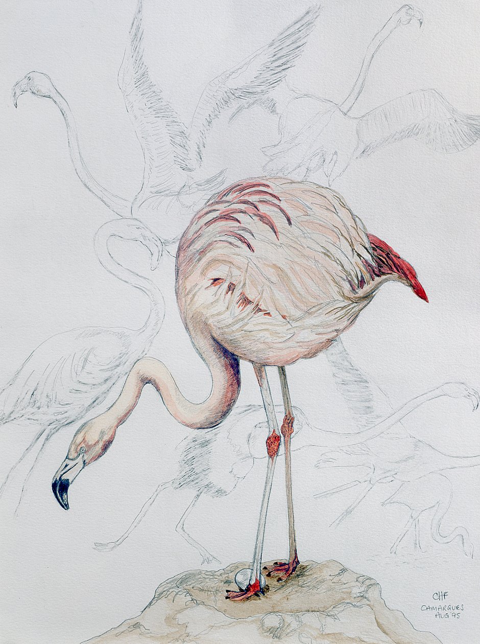 Flaming (ołówek i wc na papierze) autorstwa Carolyn Hubbard Ford