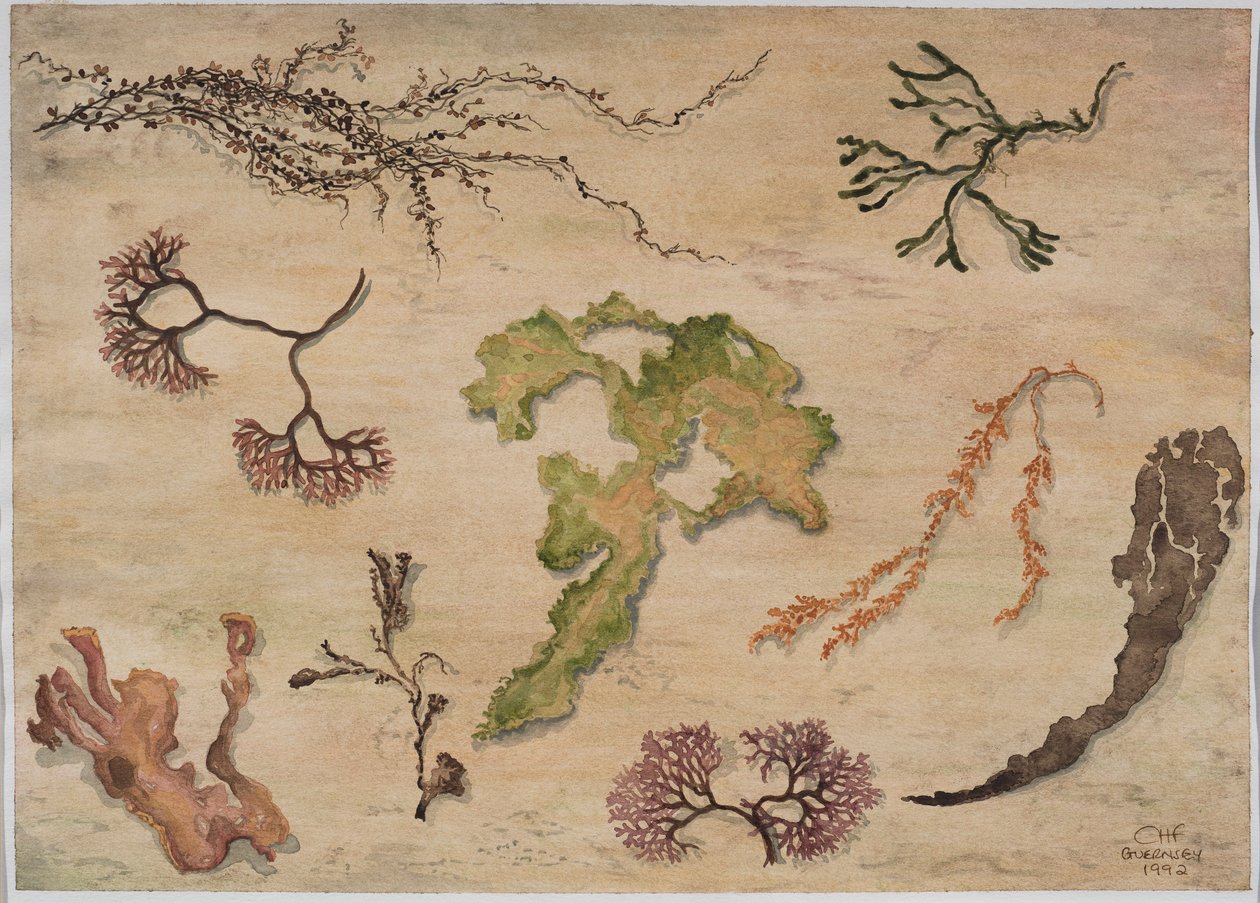 Wodorosty, 1992 (wc na papierze) autorstwa Carolyn Hubbard Ford