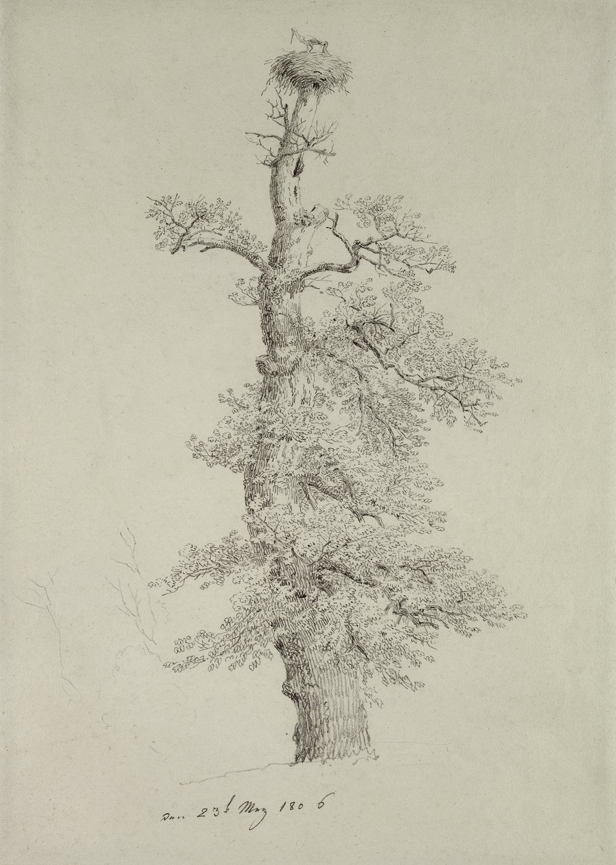 Starodrzew dębowy z bocianim gniazdem, 23 maja 1806 r. autorstwa Caspar David Friedrich
