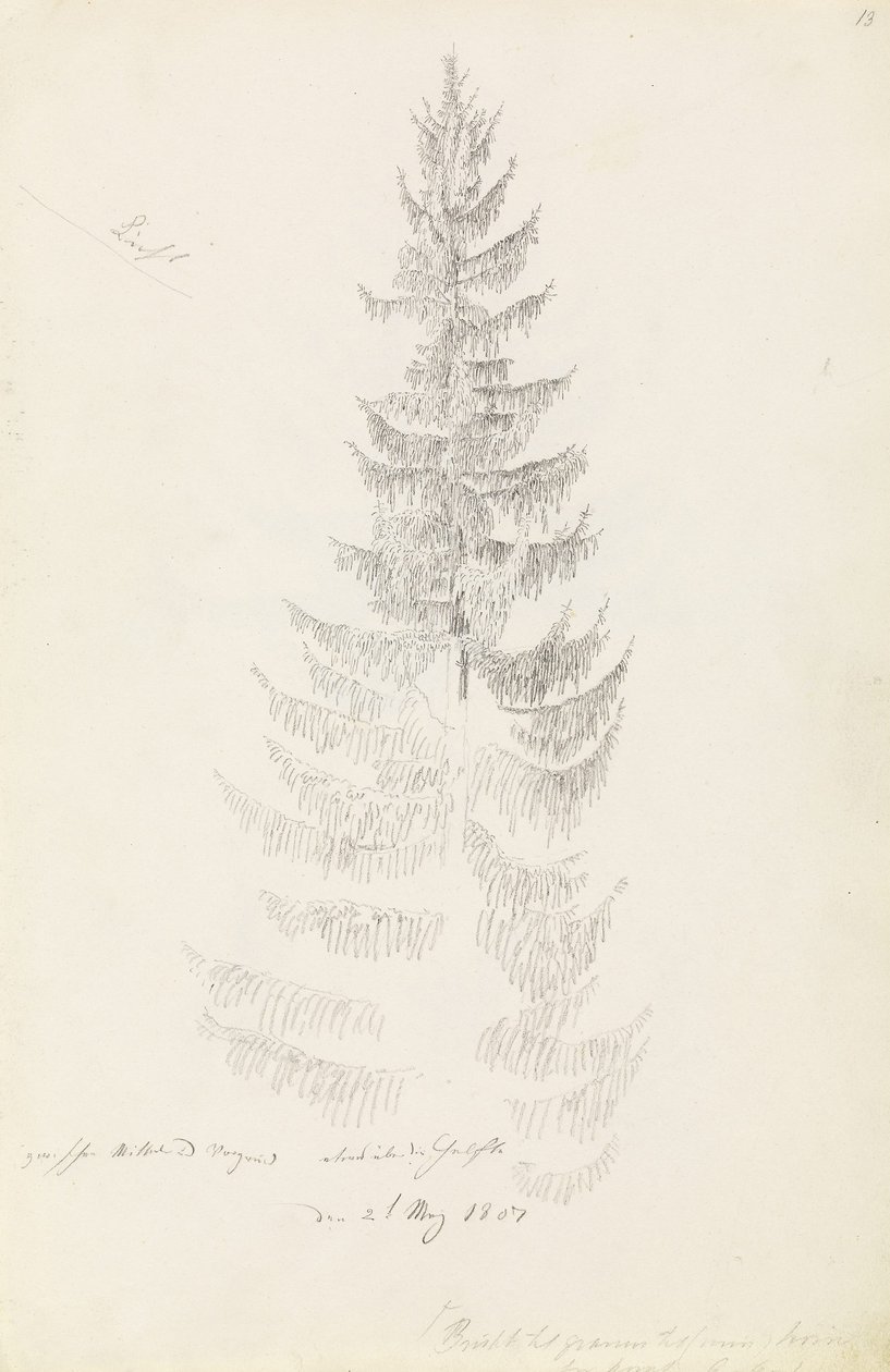Świerk autorstwa Caspar David Friedrich