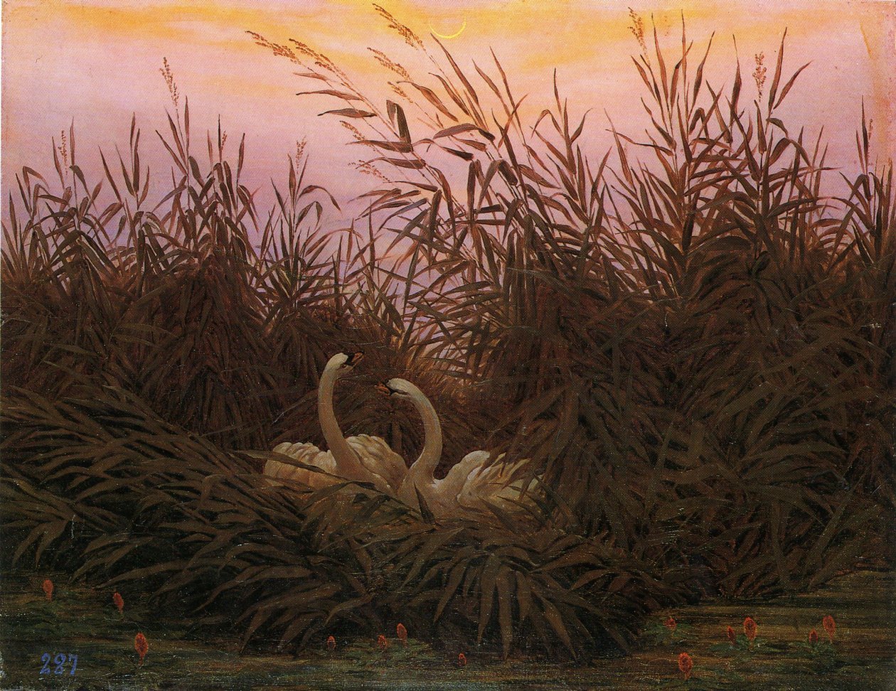 Schwäne im Schilf beim ersten Morgenrot Łabędzie w trzcinach o pierwszym świcie autorstwa Caspar David Friedrich