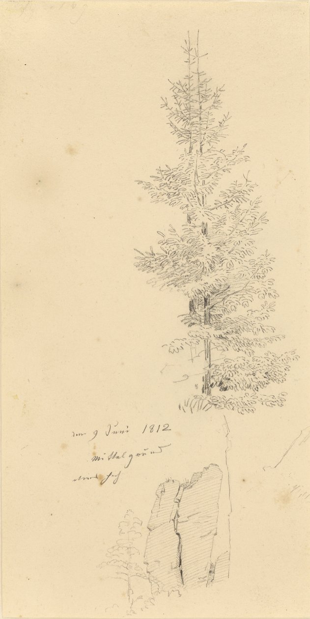 niemiecki: Studie mit Fichten und Felsen Studium świerków i skały autorstwa Caspar David Friedrich
