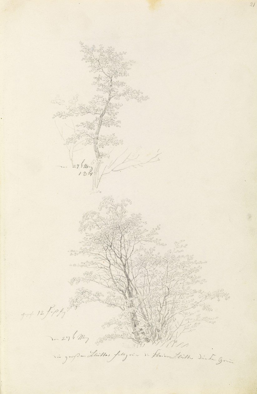 Grupa młodych drzew autorstwa Caspar David Friedrich
