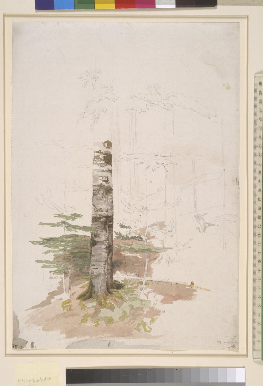 Studium z wnętrza lasu iglastego autorstwa Caspar David Friedrich