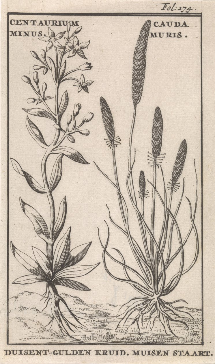 Centaury i ogon myszy Centaurium minus. Cauda Muris Ziele guldenu. Ogon myszy (tytuł na obiekcie) autorstwa Caspar Luyken