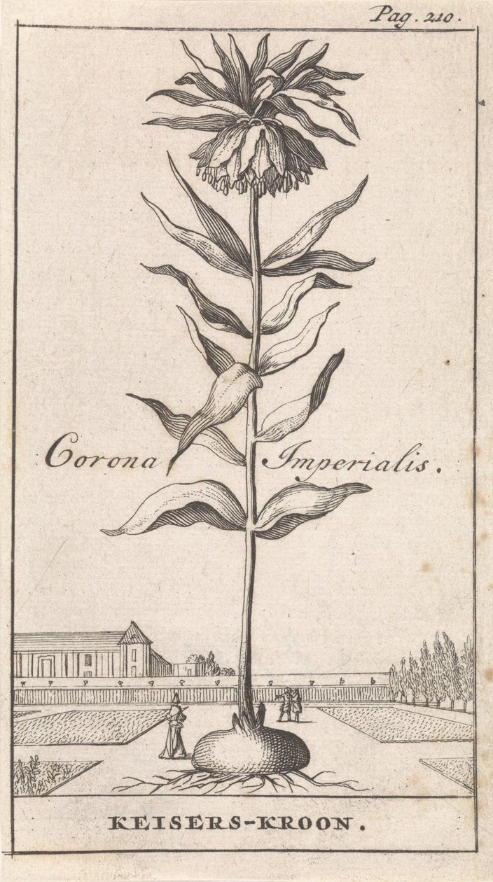 Korona cesarska Corona Imperialis / Korona Cesarska (tytuł na obiekcie) autorstwa Caspar Luyken