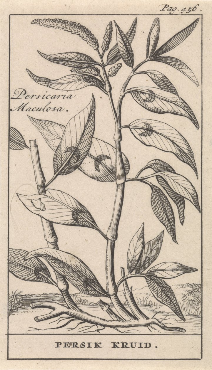 brzoskwinia Persicaria Maculosa / Ziele Persika (tytuł na obiekcie) autorstwa Caspar Luyken