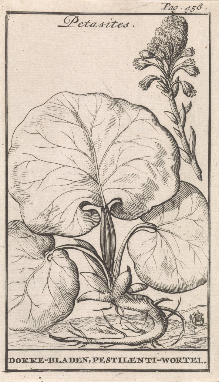 Petasites autorstwa Caspar Luyken