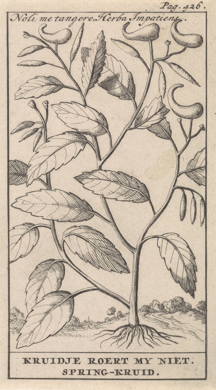 wiosenne zioło Noli me tangere, Herba Impatiens / Kruidje mnie nie porusza. Wiosenne zioło (tytuł na obiekcie) autorstwa Caspar Luyken