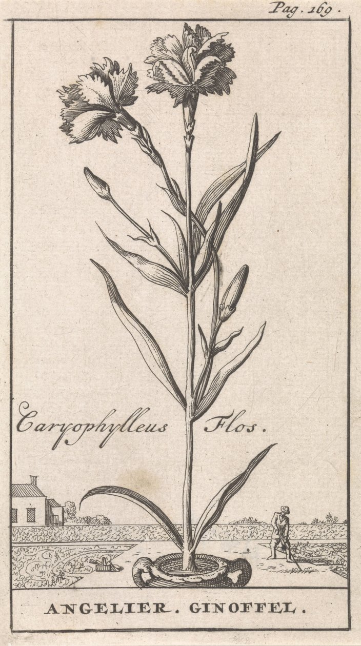 Strona tytułowa i osiem wydruków z kwiatami Anjelier Caryophylleus Flos / Angelier. Ginoffel (tytuł na obiekcie) autorstwa Caspar Luyken