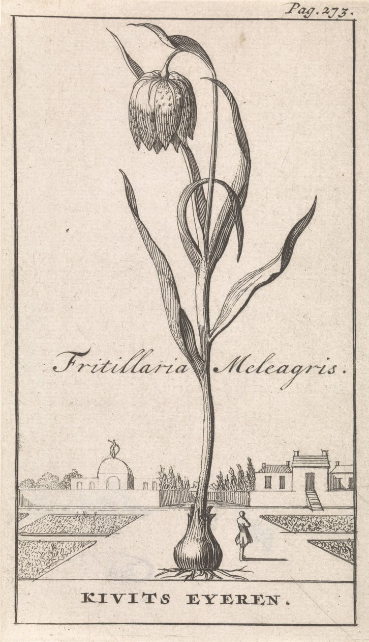 Strona tytułowa i osiem wydruków z kwiatami Kievitsbloem Fritillaria Meleagris / Kivits Eyeren (tytuł na obiekcie) autorstwa Caspar Luyken