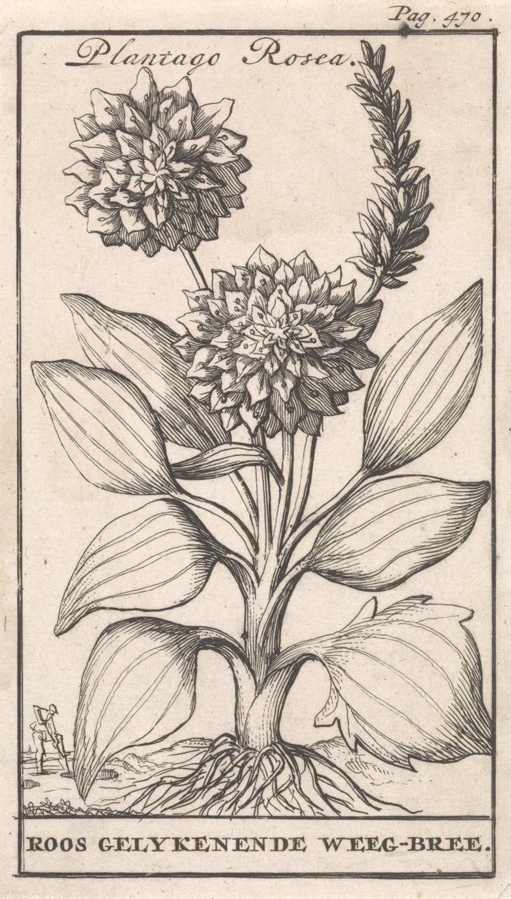 Strona tytułowa i osiem wydruków z kwiatami Weegbree Plantago Rosea / Roos gelykenende Weeg-bree (tytuł na obiekcie) autorstwa Caspar Luyken