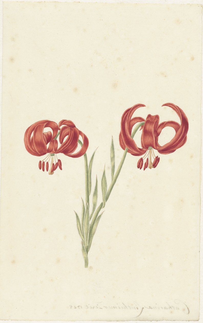 Czerwona Lilia autorstwa Catharina Lintheimer