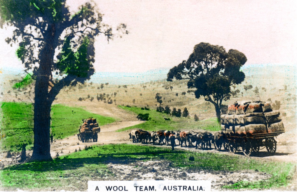 Drużyna wełniana, Australia, lata 20. XX wieku. autorstwa Cavenders Ltd