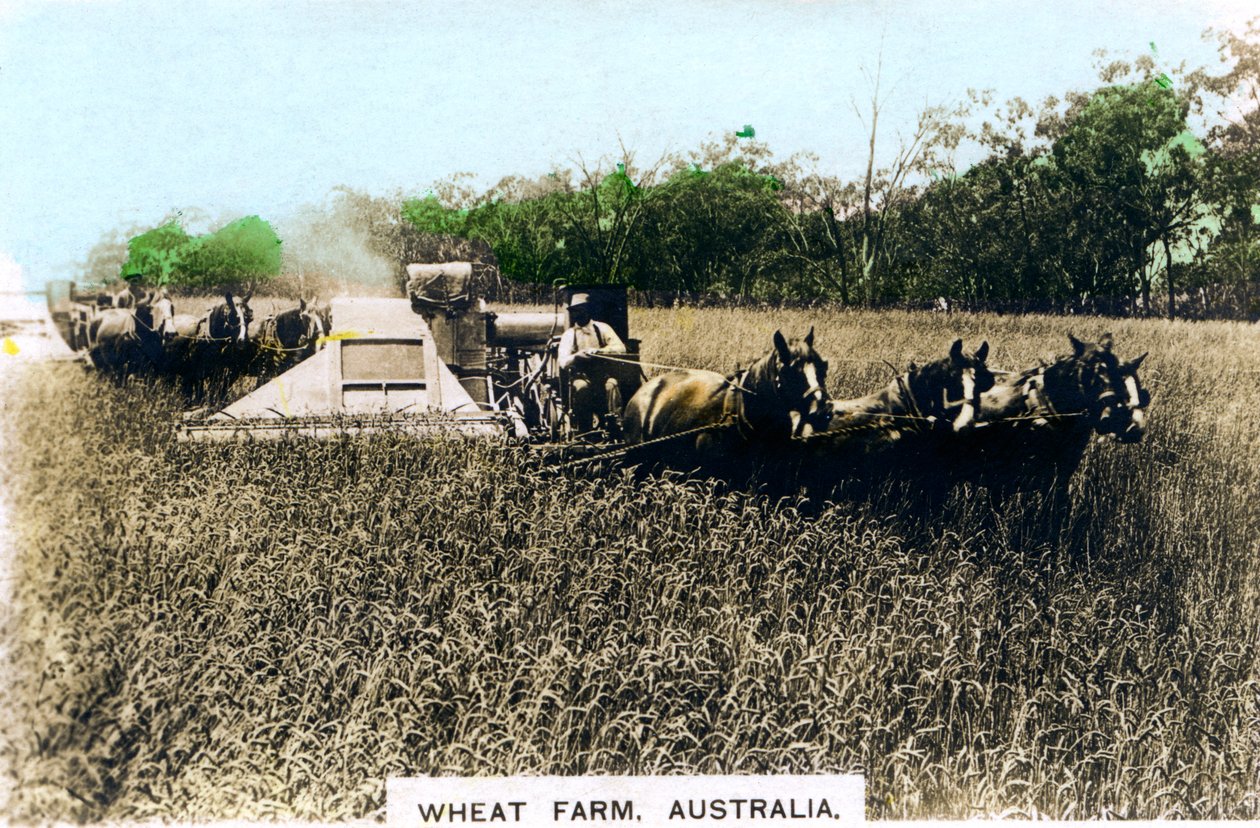 Farma pszenicy Grenfell, Australia, ok. 1920 r. autorstwa Cavenders Ltd