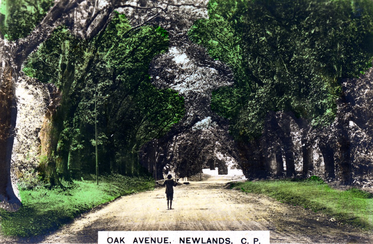 Oak Avenue, Newlands, Johannesburg, Gauteng, RPA, ok. 1920 r. autorstwa Cavenders Ltd