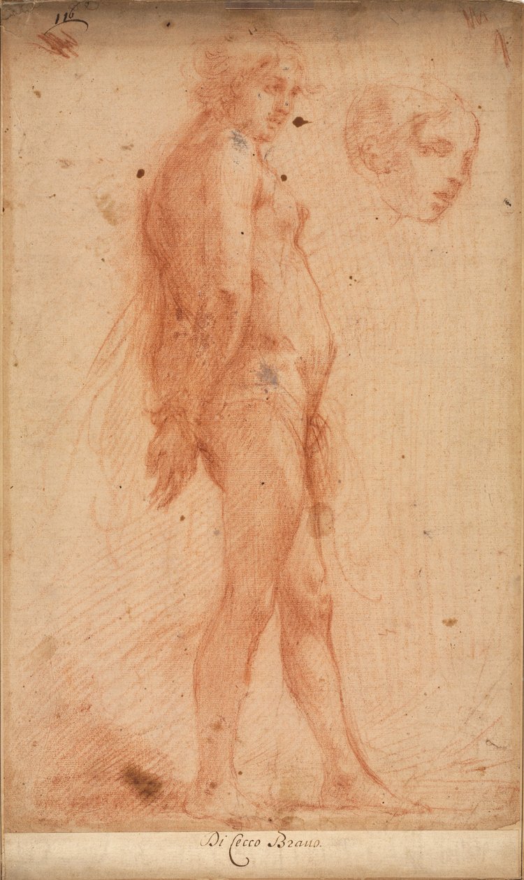 Studium stojącego aktu męskiego, ze studium głowy w profilu 3/4, c. 1640. autorstwa Cecco Bravo