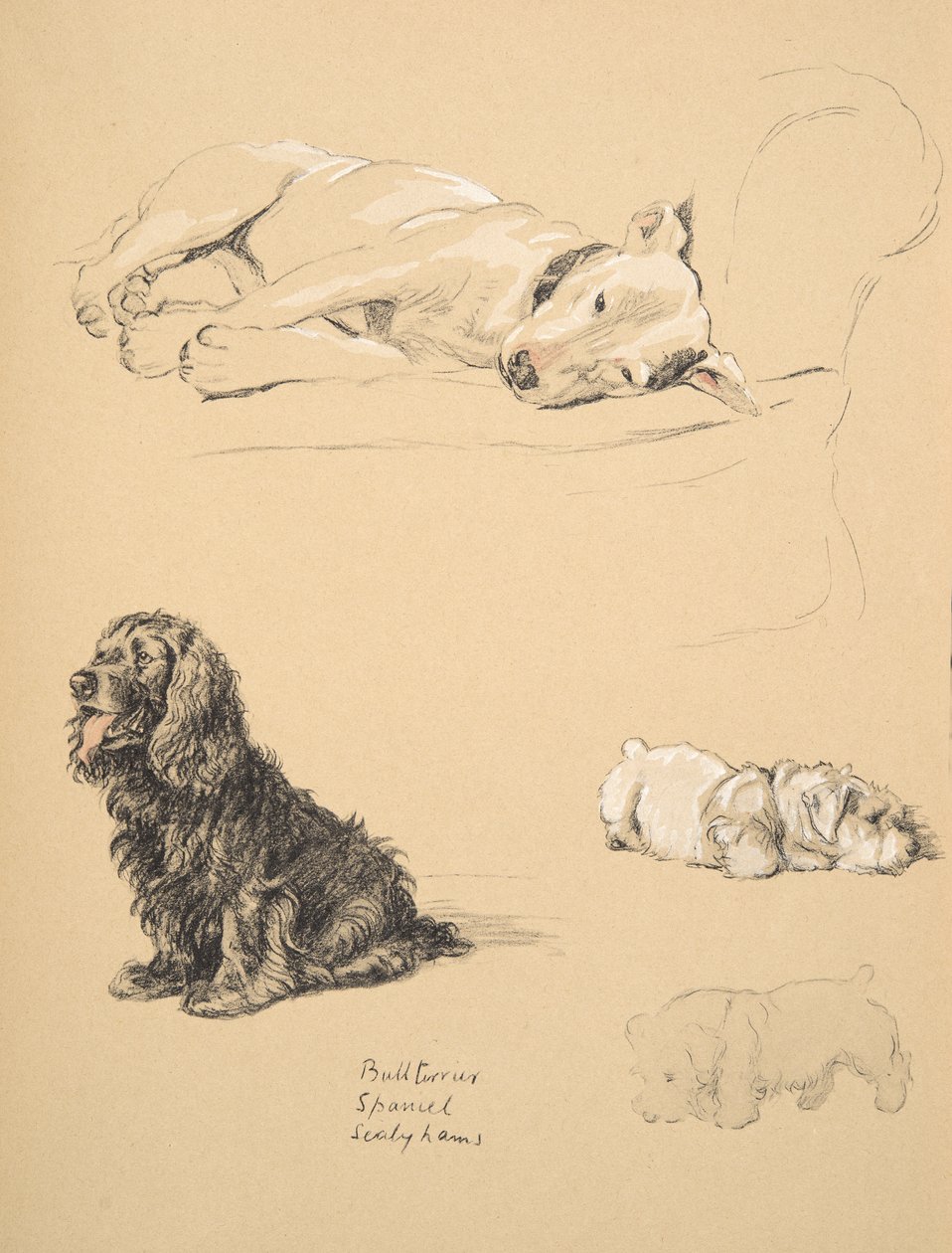 Bullterrier, Spaniel i Sealyhams, 1930, Ilustracje z jego szkicownika użytego do „Just Among Friends”, Aldin, Cecil Charles Windsor (1870-1935), później wydane przez Eyre i Spottiswoode Limited, autorstwa Cecil Charles Windsor Aldin