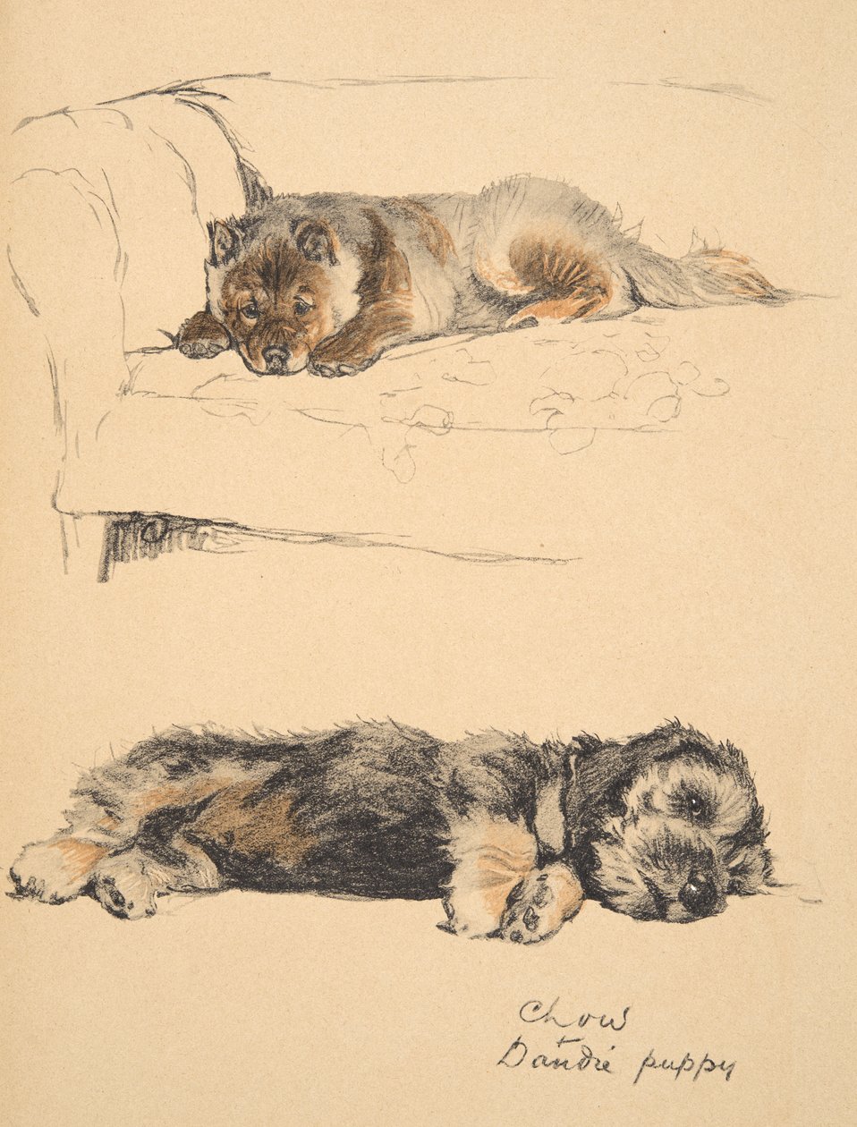 Chow and Dandie Puppy, 1930, Ilustracje z jego szkicownika do używanego „Just Among Friends”, Aldin, Cecil Charles Windsor (1870-1935), później opublikowane przez Eyre and Spottiswoode Limited, 1934, Chalk a autorstwa Cecil Charles Windsor Aldin