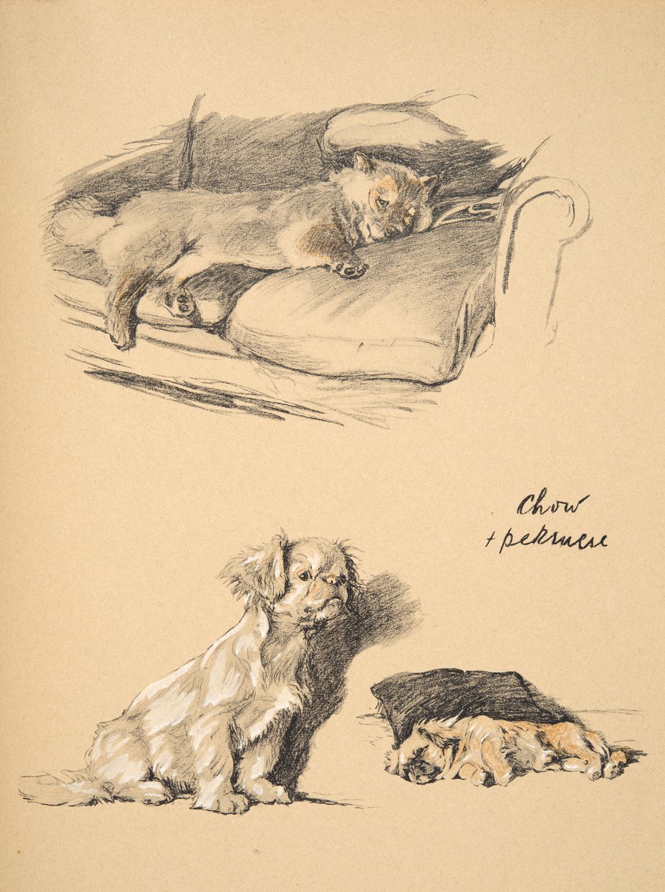 Chow i Pekińczyk, 1930, Ilustracje z jego szkicownika użytego do „Just Among Friends”, Aldin, Cecil Charles Windsor (1870-1935), później wydane przez Eyre i Spottiswoode Limited, 1934, Chalk and C autorstwa Cecil Charles Windsor Aldin