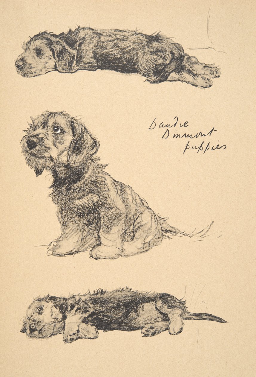Dandie Dinmont Puppies, 1930, Ilustracje z jego szkicownika użytego do „Just Among Friends”, Aldin, Cecil Charles Windsor (1870-1935), później wydane przez Eyre i Spottiswoode Limited, 1934, Chalk autorstwa Cecil Charles Windsor Aldin
