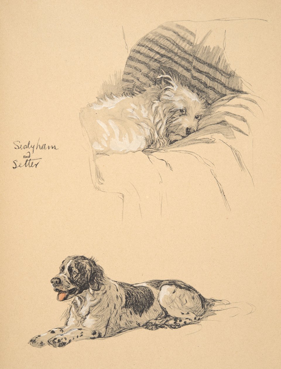 Sealyham i Setter, 1930, Ilustracje z jego szkicownika użyte do „Just Among Friends”, Aldin, Cecil Charles Windsor (1870-1935), później wydane przez Eyre i Spottiswoode Limited, 1934, Chalk i autorstwa Cecil Charles Windsor Aldin