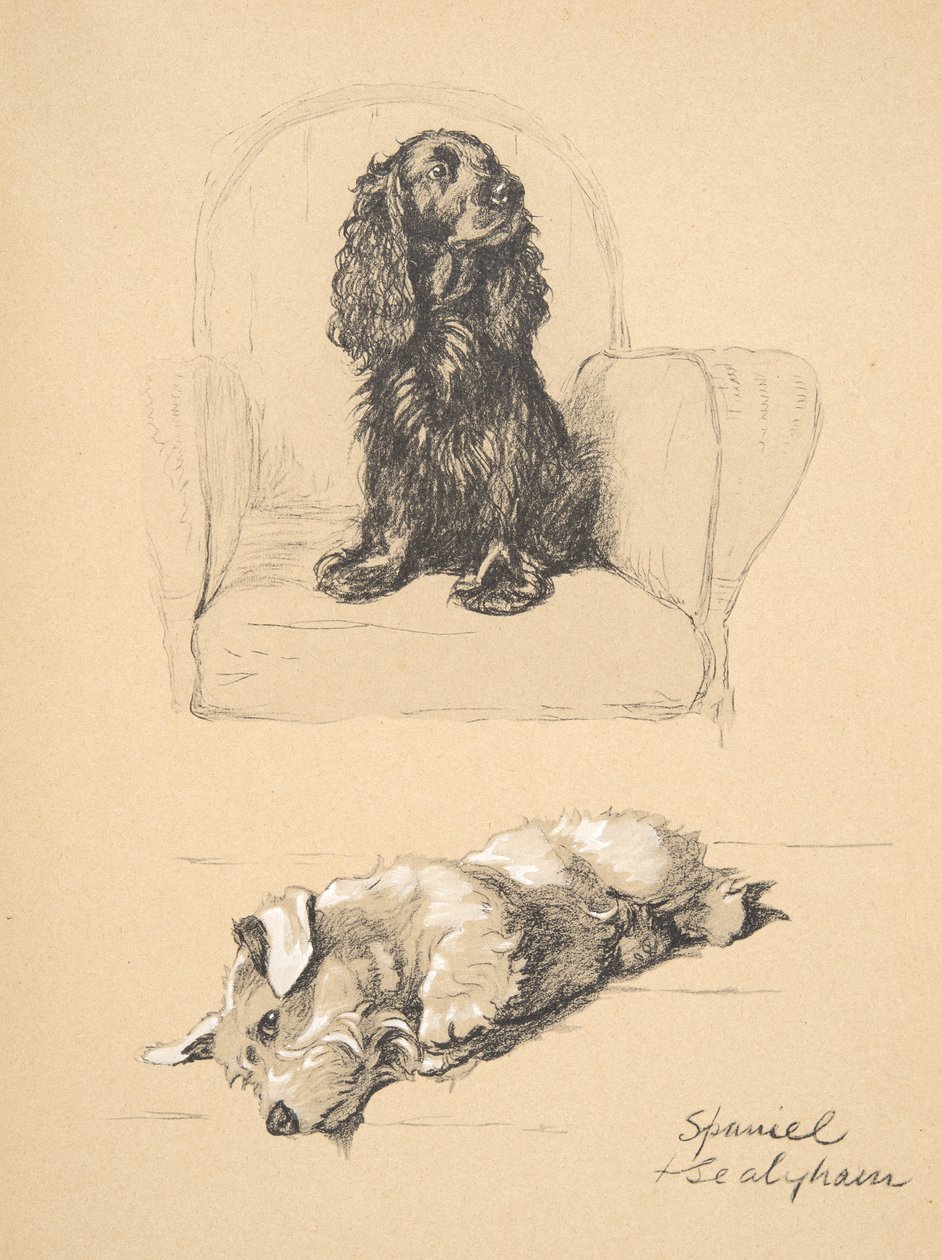Spaniel i Sealyham, 1930, Ilustracje z jego szkicownika użyte do „Just Among Friends”, Aldin, Cecil Charles Windsor (1870-1935), później wydane przez Eyre i Spottiswoode Limited, 1934, Chalk an autorstwa Cecil Charles Windsor Aldin