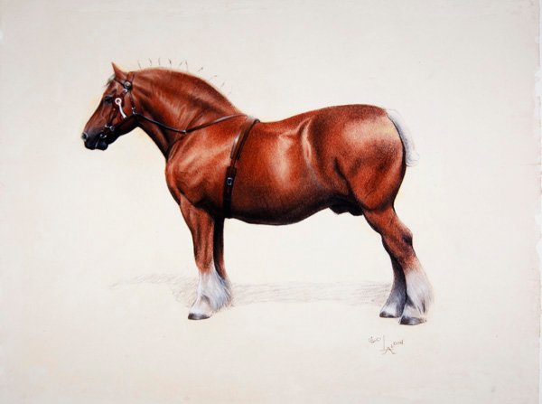 Mistrz Suffolk Punch (pastel na papierze) autorstwa Cecil Charles Windsor Aldin