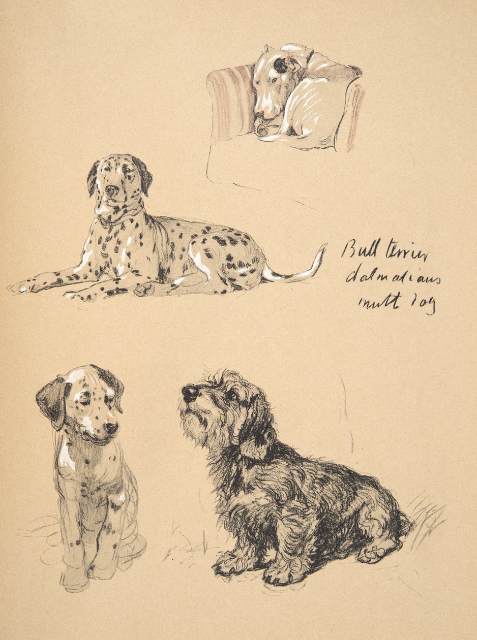 Bullterier, dalmatyńczyk i mutt dog, 1930, ilustracje z jego szkicownika używanego w Just Among Friends, Aldin, Cecil Charles Windsor (1870-1935), później wydane przez Eyre i Spottiswoode Limited, autorstwa Cecil Charles Windsor Aldin